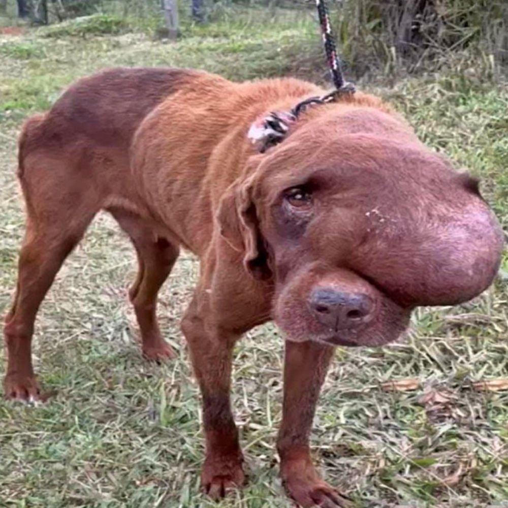 El tumor gigante transformó el rostro del cachorro en una vívida imagen de dolor; su cuerpo temblaba, inmóvil, pero sus ojos seguían implorando clemencia. Cada expresión contenía un dolor y una desesperación extremos… YN