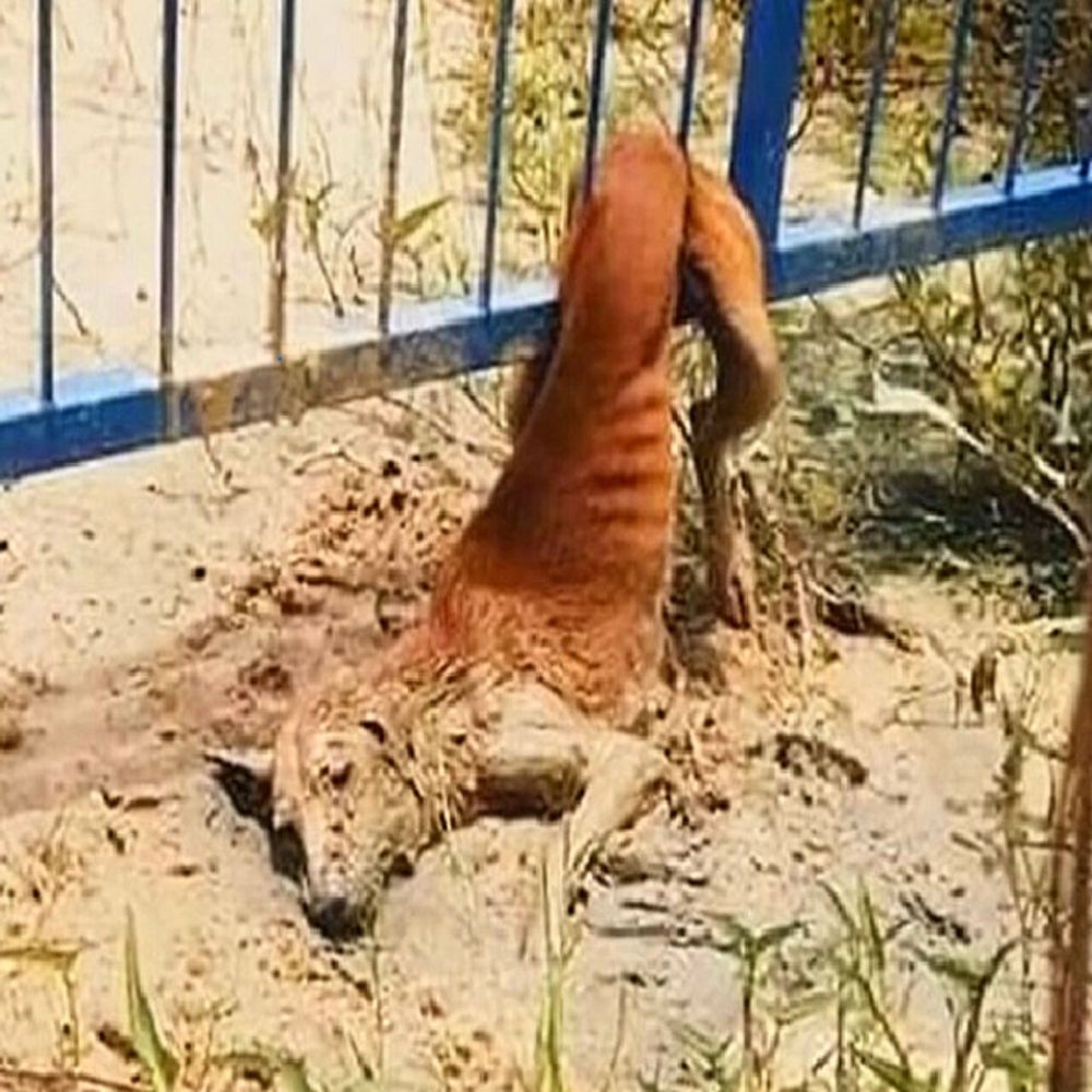 ¡Tragedia en la vida cotidiana! El perro flaco se retorcía junto a la cerca, cada respiración débil llena de desesperación. Sus ojos tristes imploraban un poco de cariño, su pequeño cuerpo temblaba como si no le quedara vida… YN