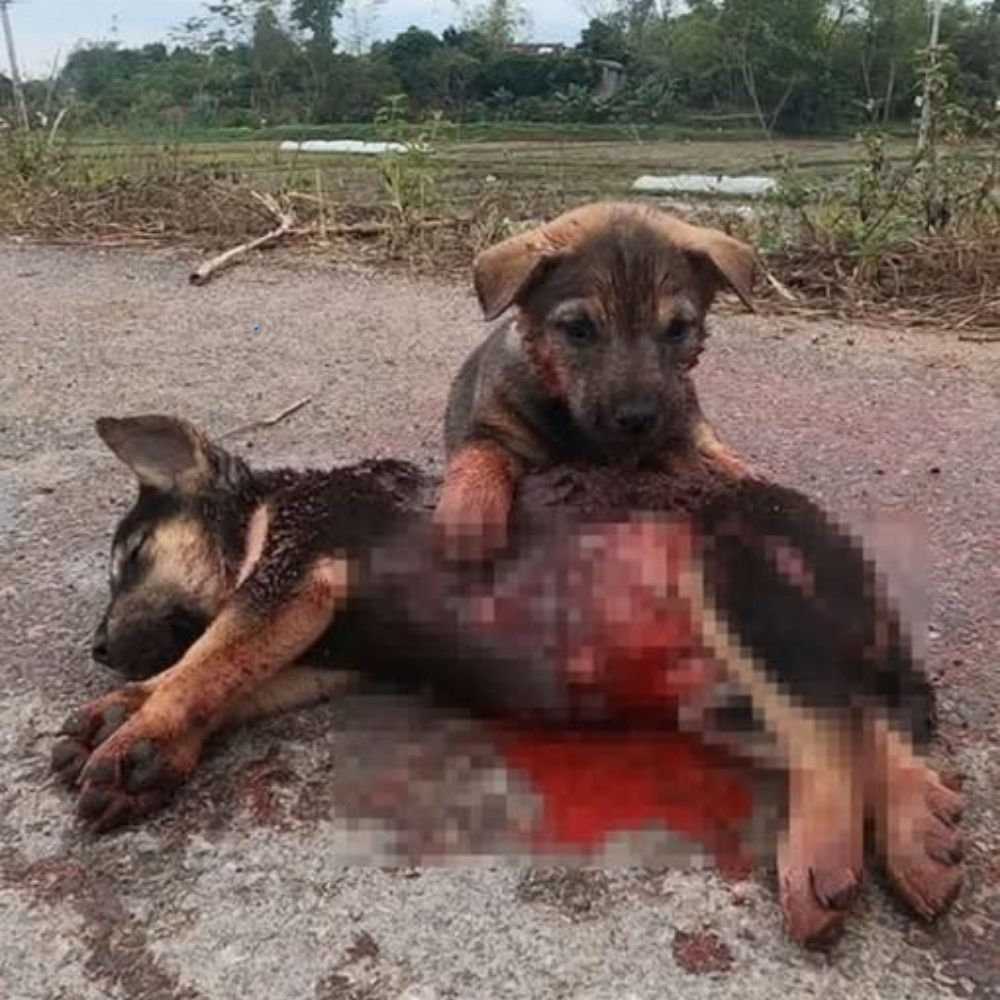 El cachorro temblaba junto al cuerpo de su hermano, con los ojos secos mientras miraba a su alrededor, como si esperara un milagro que nunca llegó… YN