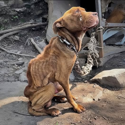 El perro fue abandonado por su dueño en un terreno desolado, encadenado con un pesado collar de hierro oxidado — el hambre y el sufrimiento lo rodeaban, pero nadie volvió a mirar. Como si el mundo ya no tuviera lugar para él… YN