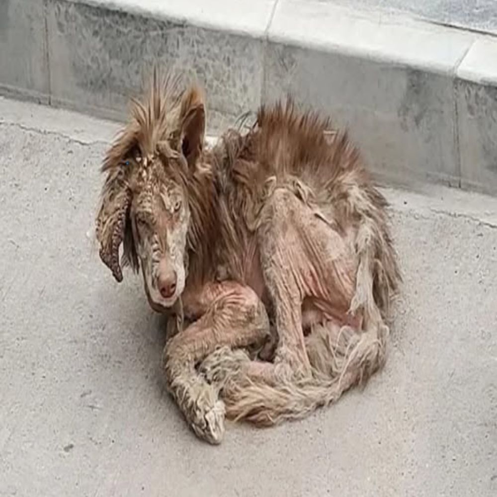 Abandonado en medio de la fría calle, el perro estaba demacrado, con la piel desprendiéndose a parches, sus ojos nublados aún intentaban mirar a los transeúntes, como si implorara una última pizca de piedad… ynl