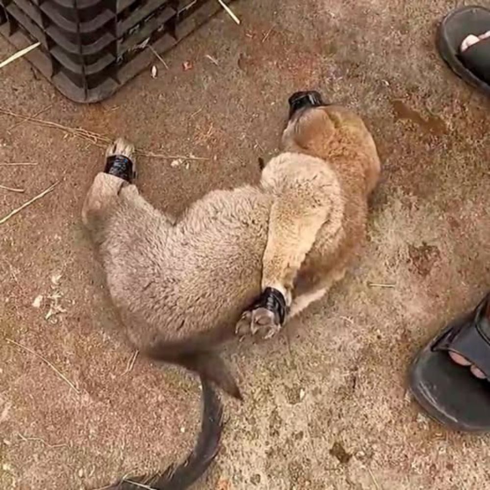 En medio del suelo frío, una pequeña criatura tenía las cuatro patas atadas con fuerza, el cuerpo acurrucado e indefenso. Sus ojos sin vida parecían implorar ayuda, como preguntando: “¿Por qué me tratan así?”. Un momento desgarrador que hacía que a cualquiera que lo viera se le hiciera un nudo en la garganta y se sintiera atormentado. ynl