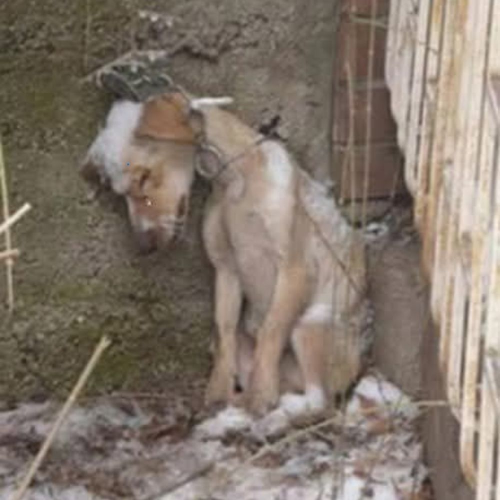 En el frío intenso, hambriento y atado a la pared, el perrito solo podía gemir desesperado, con los ojos suplicando un milagro que el mundo parecía haber olvidado… ynl