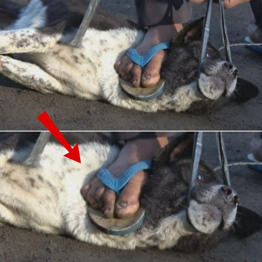 Inmovilizado contra el suelo frío, el perro temblaba de desesperación; sus ojos nublados aún suplicaban una última muestra de piedad… ynl