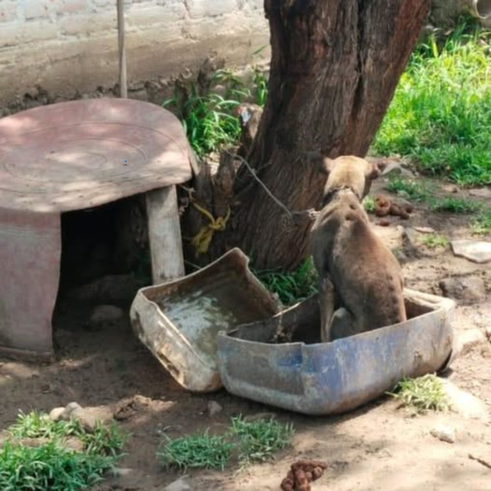 Abandonado bajo el sol abrasador, en una jaula rota, el perrito solo podía quedarse quieto, con sus ojos asustados implorando un milagro que el mundo parecía haber olvidado… ln