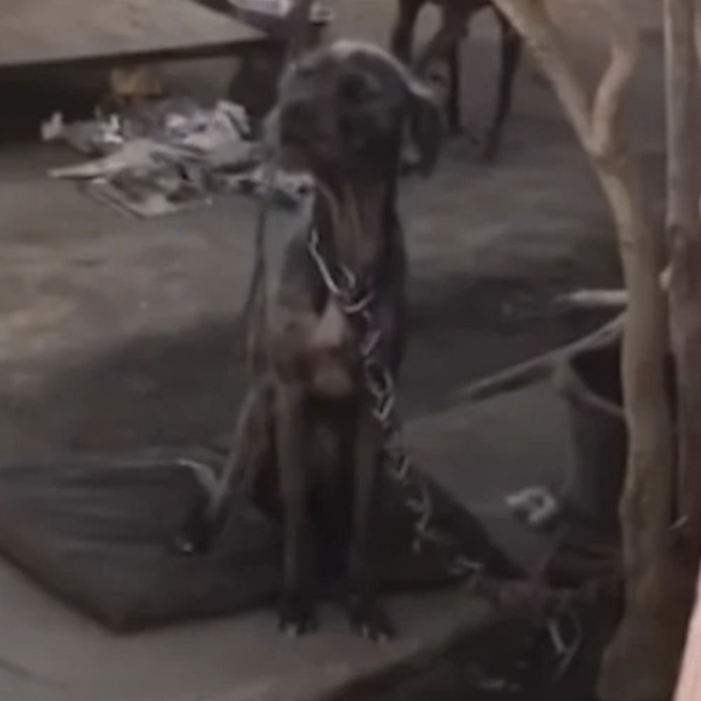 Encadenada y sola, con los ojos llenos de dolor como si suplicara: “¿Cuándo seré libre?” ln