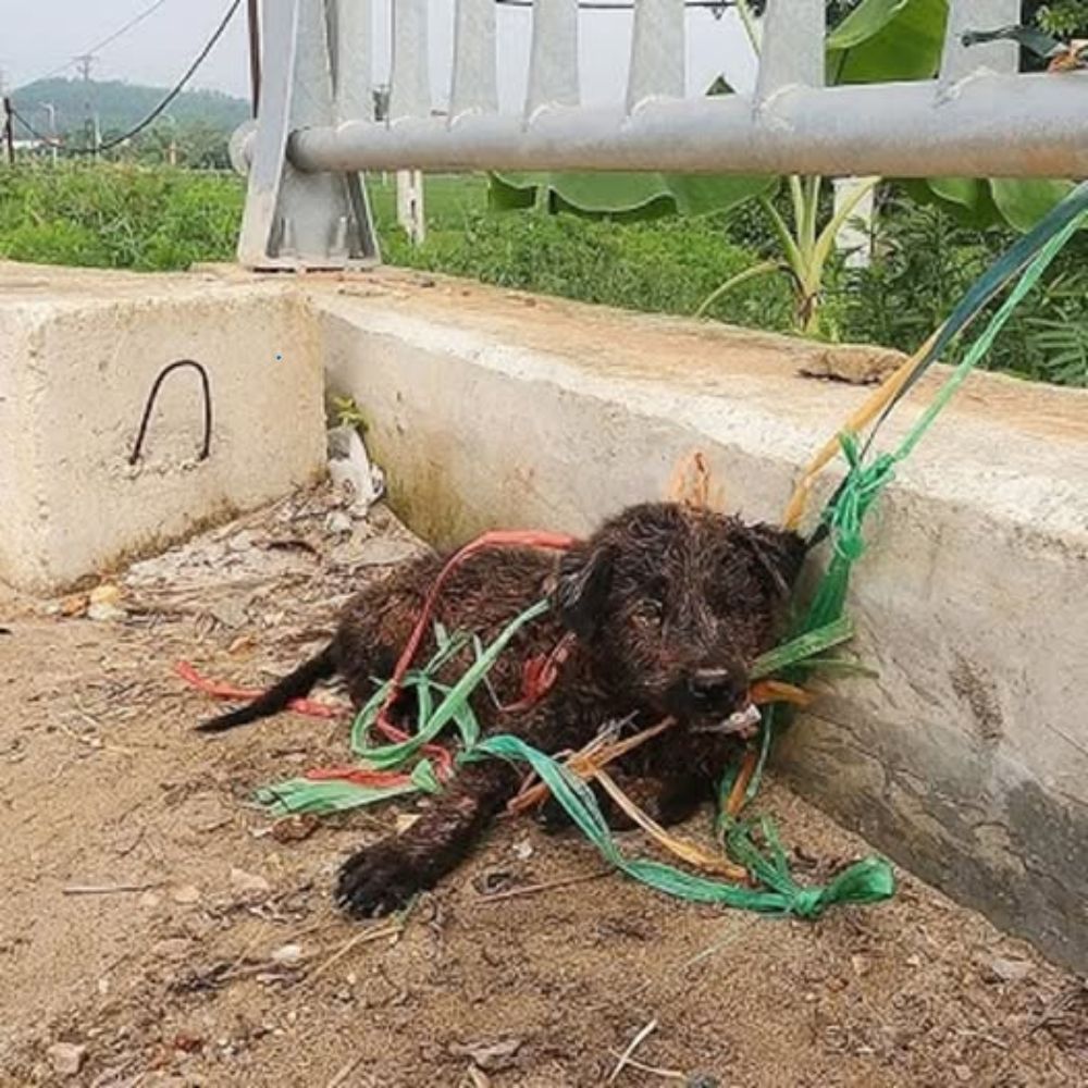 Bajo el puente frío y húmedo, el perrito se acurrucaba en la oscuridad, observando el mundo pasar con ojos desgarradoramente tristes, como si preguntara en silencio: “¿Por qué todos tienen un lugar al que regresar, pero yo no?” ln