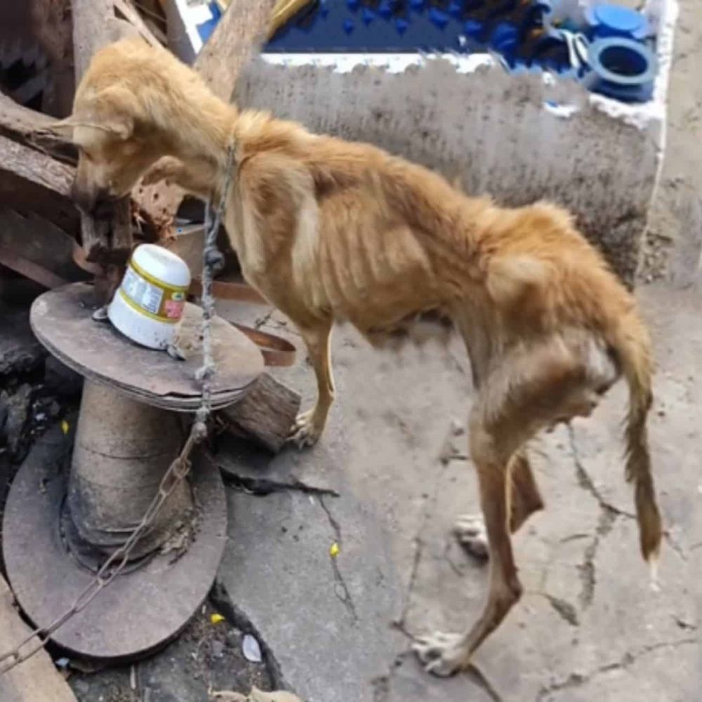 Hambriento hasta el punto de tener que masticar leña seca para sobrevivir, con el cuerpo demacrado y los ojos apagados por la desesperación, el perro aún meneaba la cola suavemente cuando alguien se acercaba, como si se aferrara al último resquicio de esperanza en la bondad humana… ln