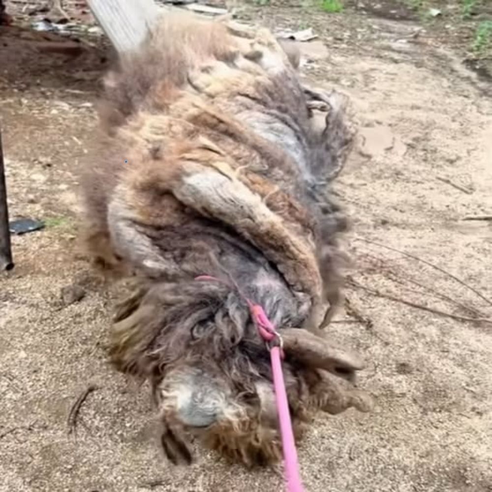 “CUATRO AÑOS ENCADENADO” — UNA HISTORIA CONMOVEDORA DE UN PERRO OLVIDADO EN LA OSCURIDAD, QUE SOLO SABE CREER EN UN SUAVE TOQUE DE AMOR HUMANO. ln