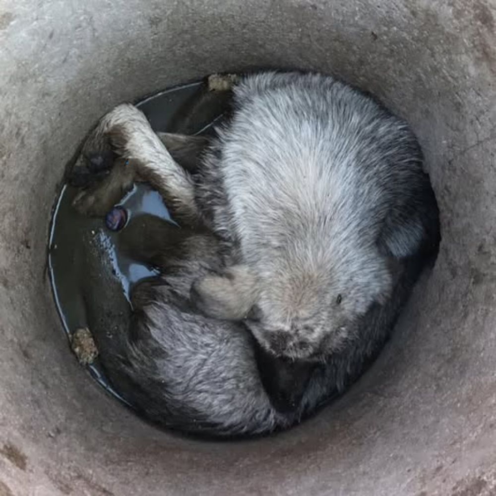 “DE VUELTA DEL INFIERNO” — UN PERRO SOBREVIVIÓ TRAS 5 DÍAS ATRAPADO EN UN PROFUNDO Y FRÍO HOYO, UNA HISTORIA QUE HIZO LLORAR AL MUNDO. ln