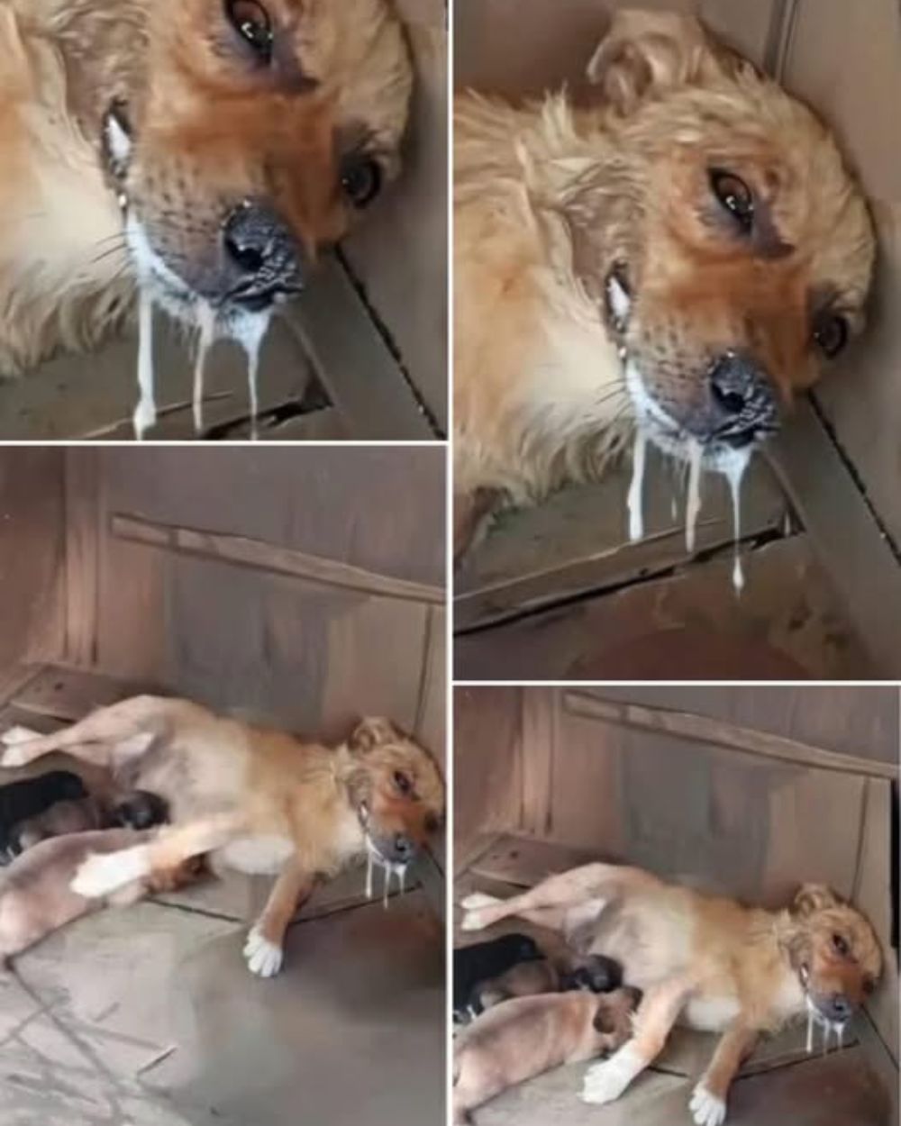 La perra yacía jadeando en el rincón frío de la jaula, con la boca espumeante y los ojos húmedos incapaces de abrirse; pero aún así intentaba contener su último aliento para que sus cachorros pudieran mamar una vez más… YN