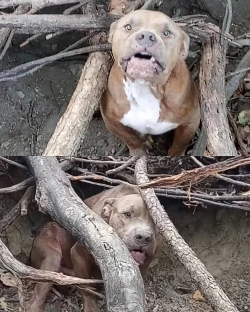 La Historia Increíble de Pappas, el Pit Bull de Tres Patas que Superó el Terror, Aprendió a Confiar en los Humanos y Descubrió la Alegría de Ser Querido .HP
