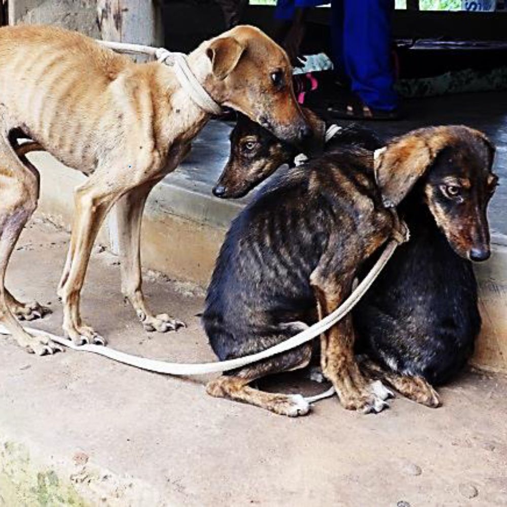 Abandonadas al hambre y al miedo, las tres pequeñas criaturas creían haberlo perdido todo, pero entonces un milagro les abrió la puerta a una nueva vida llena de amor. ln