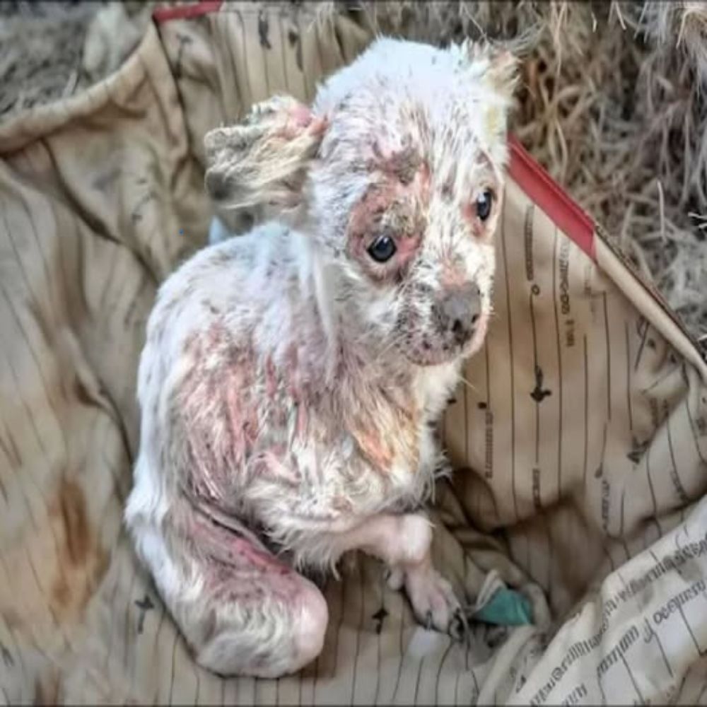“Solo quiero que me quieran otra vez…” — Los ojos pequeños, débiles pero llenos de esperanza del pobre perro conmovieron a todos. YNL