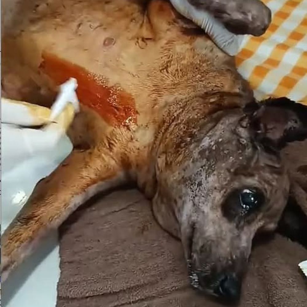 Con el cuerpo hinchado y cubierto de moretones, lloraba de dolor insoportable; el equipo veterinario se apresuró a atenderlo, rezando por un milagro, esperando hacerle sentir querido por última vez antes de partir… ln