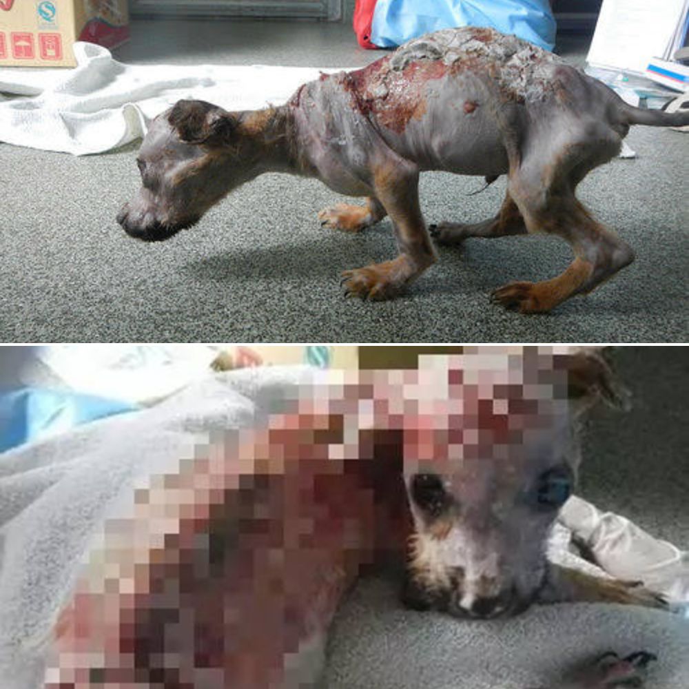 Cruelmente rociado con agua hirviendo, retorciéndose de dolor, el perrito aún intentaba levantar la cabeza para mirar a la persona a la que una vez llamó su dueño, como si rezara por un milagro que nunca llegó… YN